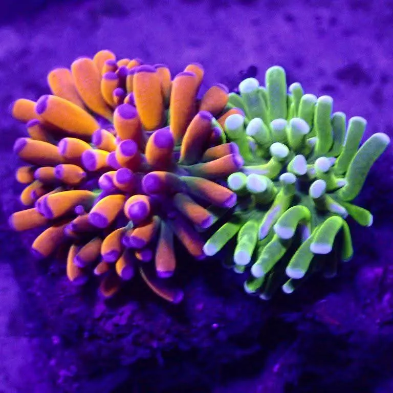 Tiger Torch and Cotton Candy Torch corals