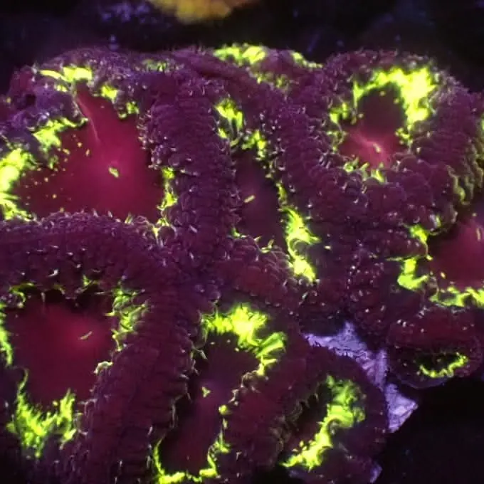Blastomussa polyps in deep red with neon green rims