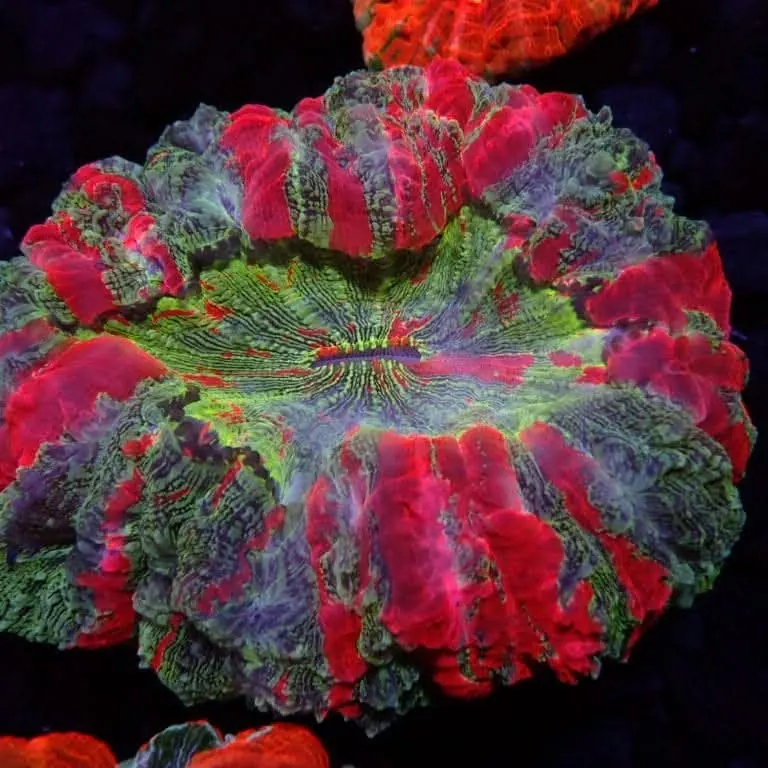 A red and green Acanthophyllia photographed in our tank