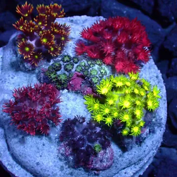 Goniopora Garden frag with red, yellow and violet polyps