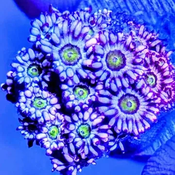 Ultra Goblin Goniopora polyps