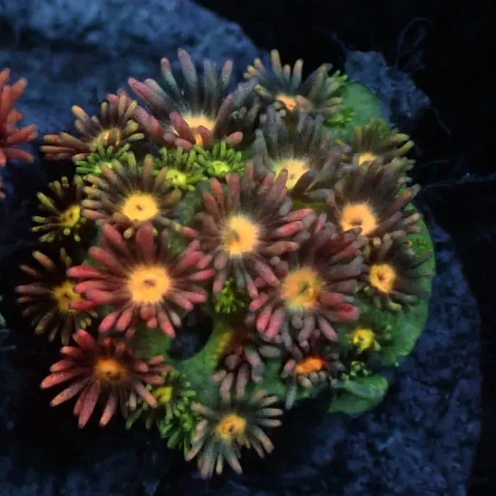 Bi-color Goniopora with teal-to-lavender polyps around yellow mouths