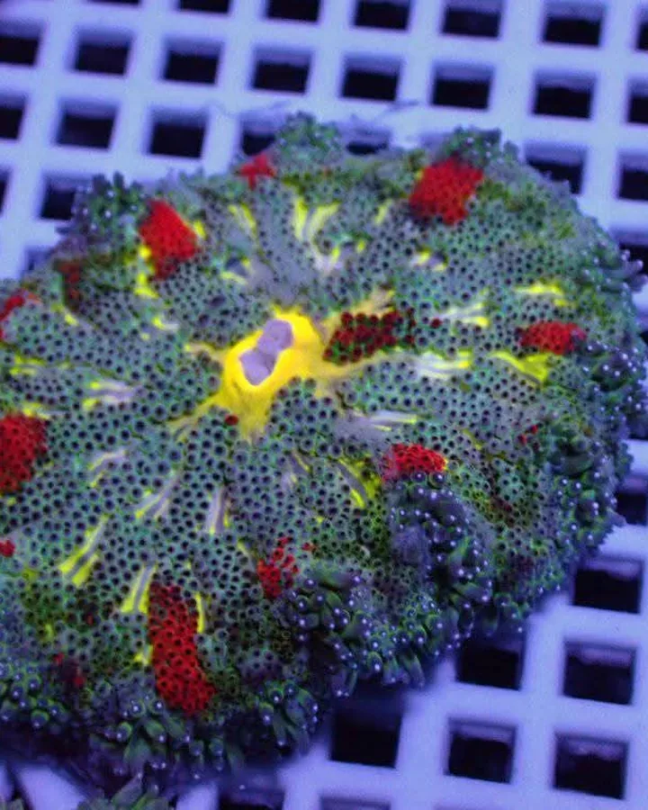 A carpet anemone on a frag rack in our tank, photographed under blue reef light