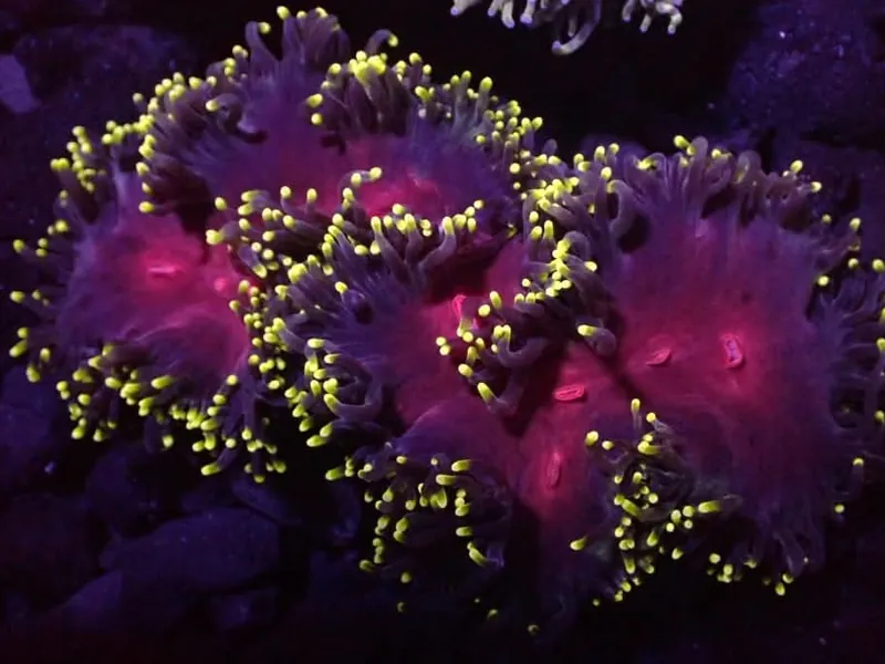 Red-mouth elegance coral with yellow-tipped tentacles
