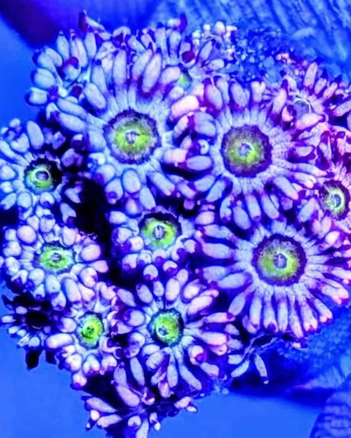 Ultra Goblin Goniopora with neon green centers