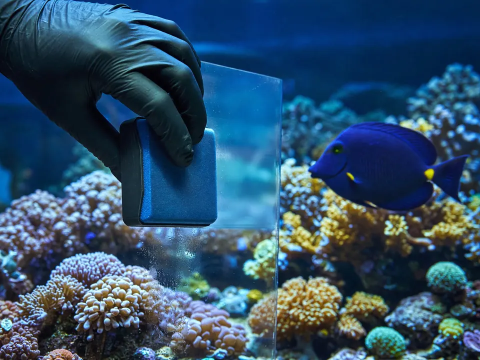 A gloved hand cleaning aquarium glass with a magnetic scraper